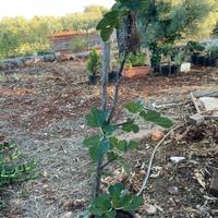 Fico cineraria rose margherite