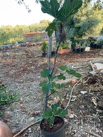 Fico cineraria rose margherite