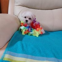 Cuccioli di maltese toy bianco 60gg