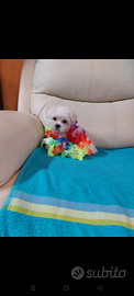 Cuccioli di maltese toy bianco 60gg