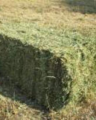 Ballette di fieno per conigli nani e roditori