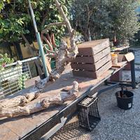 bella pianta da corredare il vostro giardino 