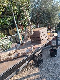 bella pianta da corredare il vostro giardino 