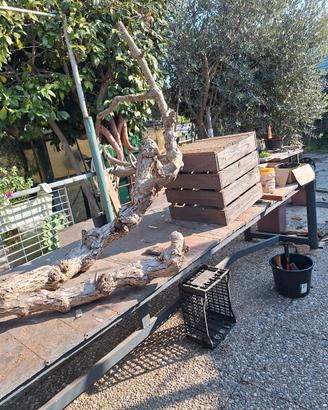 bella pianta da corredare il vostro giardino 