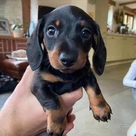 Bassotto nano maschietti