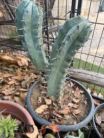 Pianta Grassa Myrtillocactus geometrizans