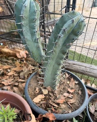 Pianta Grassa Myrtillocactus geometrizans