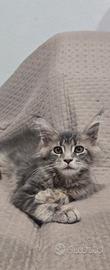 Maine coon xl cuccioli 3 mesi