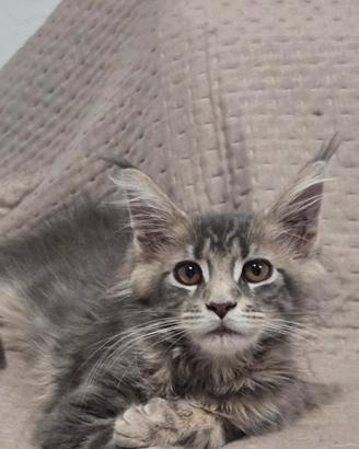 Maine coon xl cuccioli 3 mesi