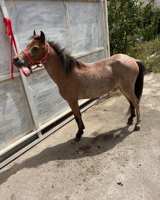 Pony Welsh femmina