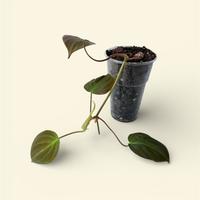 Philodendron scandens Micans