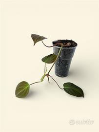 Philodendron scandens Micans