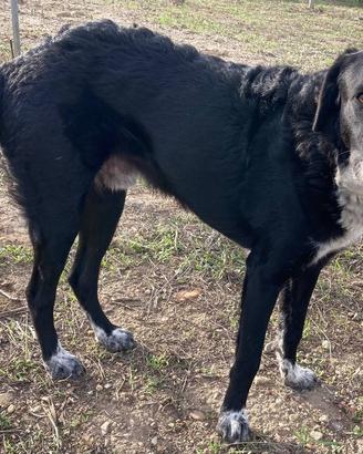 Cane Corradino