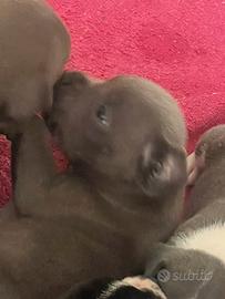 Staffordshire bull terrier