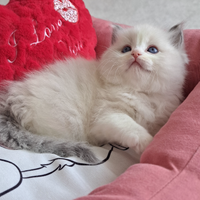 Cucciola di Ragdoll WhiteAngels Rory