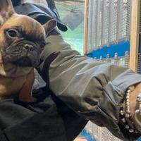 Cuccioli bouledogue francese bulldog enci