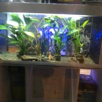 Acquari dismessi di varie misure