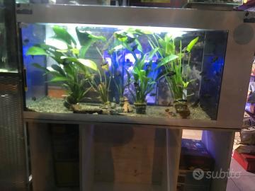 Acquari dismessi di varie misure