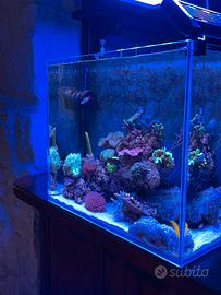 acquario marino