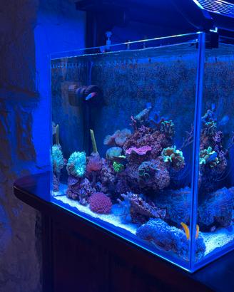 acquario marino