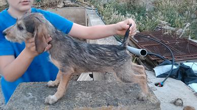 segugio maremmano×jaght terrier