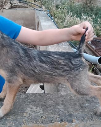 segugio maremmano×jaght terrier