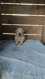 Cani Chow Chow