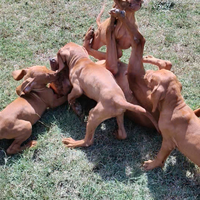 Special vizsla, ultimo maschio disponibile
