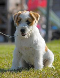 Cucciola Di Jack Russell Terrier Pelo Ruvido