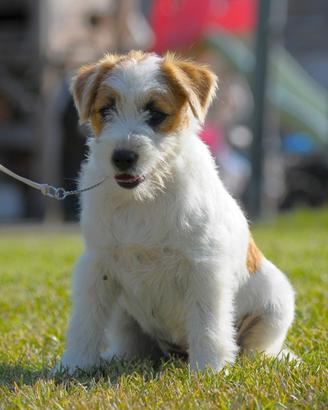 Cucciola Di Jack Russell Terrier Pelo Ruvido
