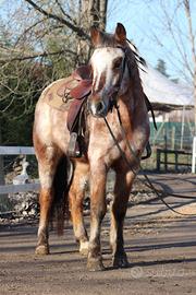 Cavallo incrocio per trekking