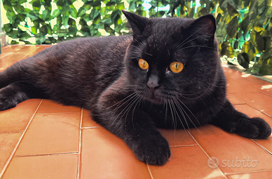 British shorthair maschio per monta