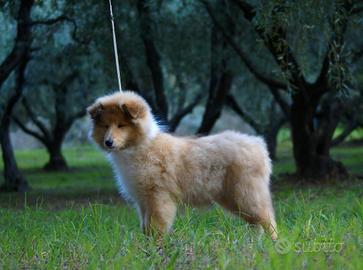 Pastore Scozzese/Collie cuccioli