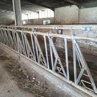 Autocatture per bovini