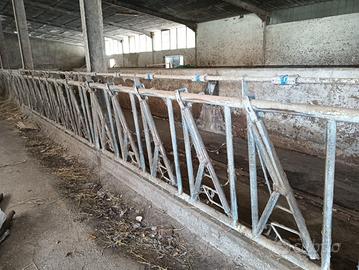 Autocatture per bovini