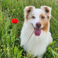 Pastore australiano per monta