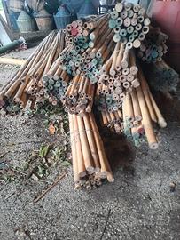 Canne di bambù 
