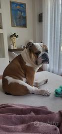 Bulldog Inglese maschio disponibile per monta