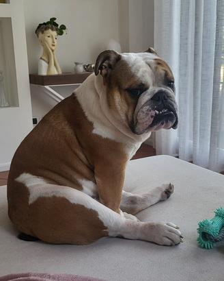 Bulldog Inglese maschio disponibile per monta