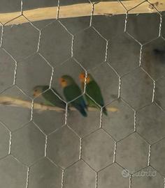 Inseparabili