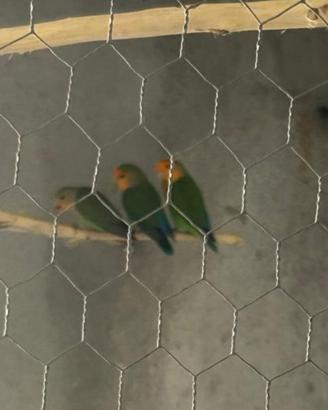 Inseparabili