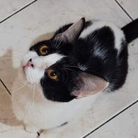 Gatta mix siamese/sphynx occhi ambra( consegna)