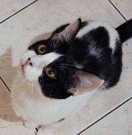 Gatta mix siamese/sphynx occhi ambra( consegna)