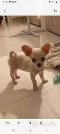 Cucciola