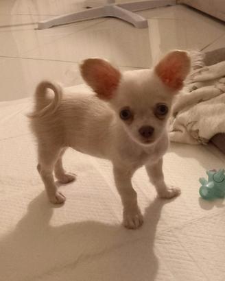 Cucciola