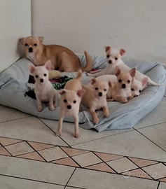 Cuccioli di Chihuauha già pronti