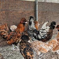 Galline padovana nana varie colorazione