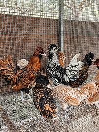 Galline padovana nana varie colorazione