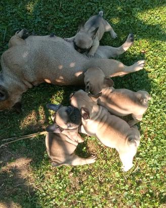 Bulldog Francese