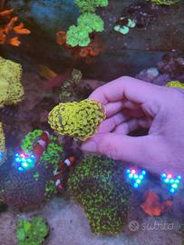 Corallo Lps euphyllia